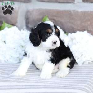 Cruize, Cavapoo Puppy